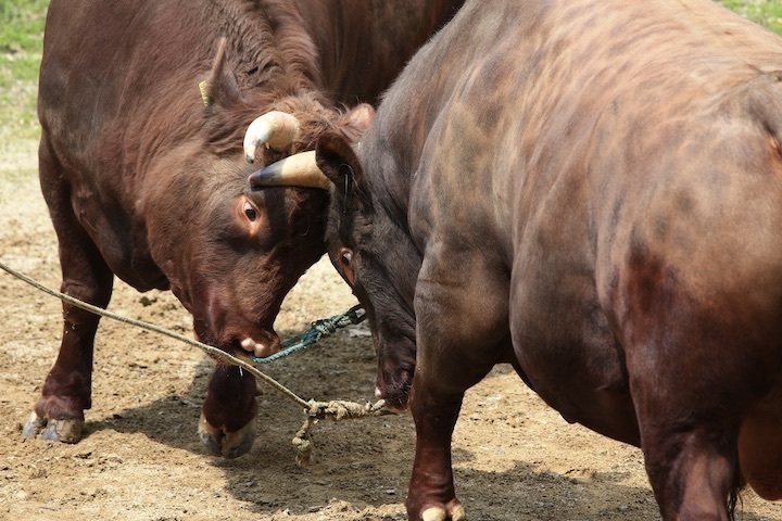 5/22 山古志闘牛 繁蔵-幸龍 前編_b0016600_00255445.jpeg