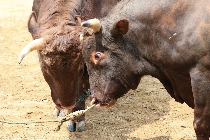 5/22 山古志闘牛 繁蔵-幸龍 前編_b0016600_00270846.jpeg