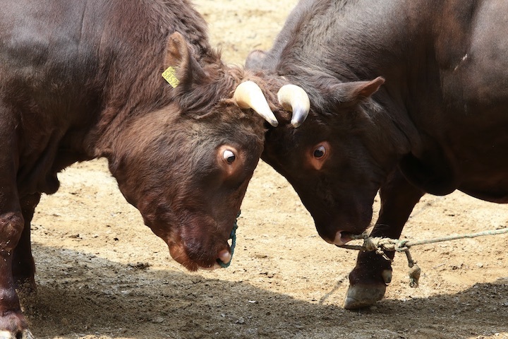 5/22 山古志闘牛 繁蔵-幸龍 前編_b0016600_00280937.jpeg