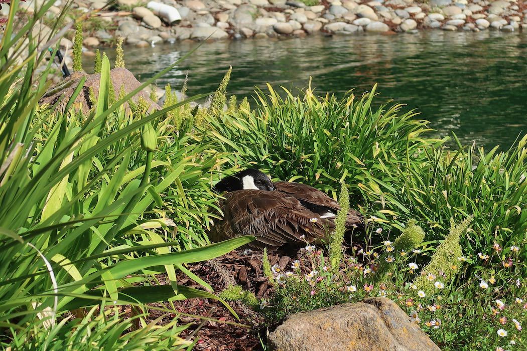 カナダガンの赤ちゃん 4_a0397115_03095328.jpeg