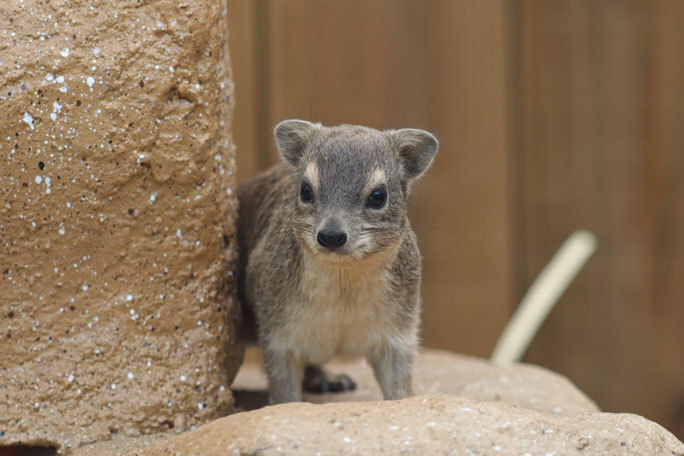 キボシイワハイラックス新放飼場open 埼玉県こども動物自然公園 続々 動物園ありマス