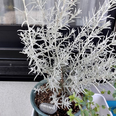花の名前を覚えましょう!_f0129726_18373437.jpg