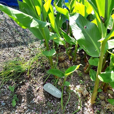 花の名前を覚えましょう!_f0129726_18373648.jpg