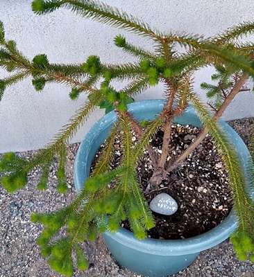 花の名前を覚えましょう!_f0129726_19030006.jpg