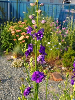 花の名前を覚えましょう!_f0129726_20034682.jpg