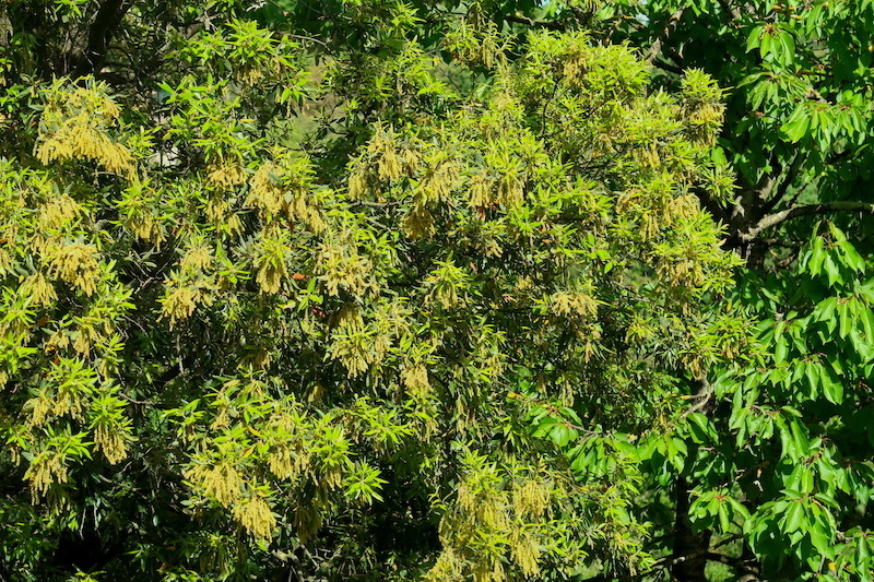 花粉症 晴れ続きで花粉飛散イネ科植物・マツ・トキワガシに注意_f0234936_22401958.jpg