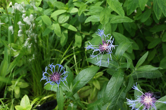 高山植物館の花々_d0149245_16333199.jpg