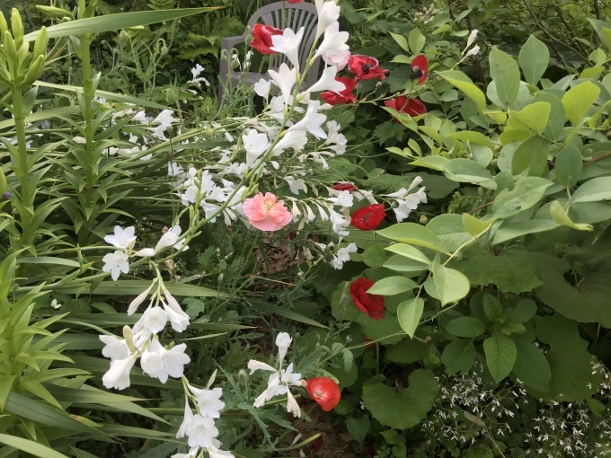 家庭菜園の収穫 ピザにはタバスコ_d0101846_05441734.jpeg