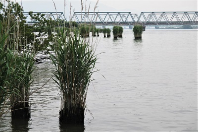 ５／２１長良川下流域環境観察会－１_f0197754_00072178.jpg