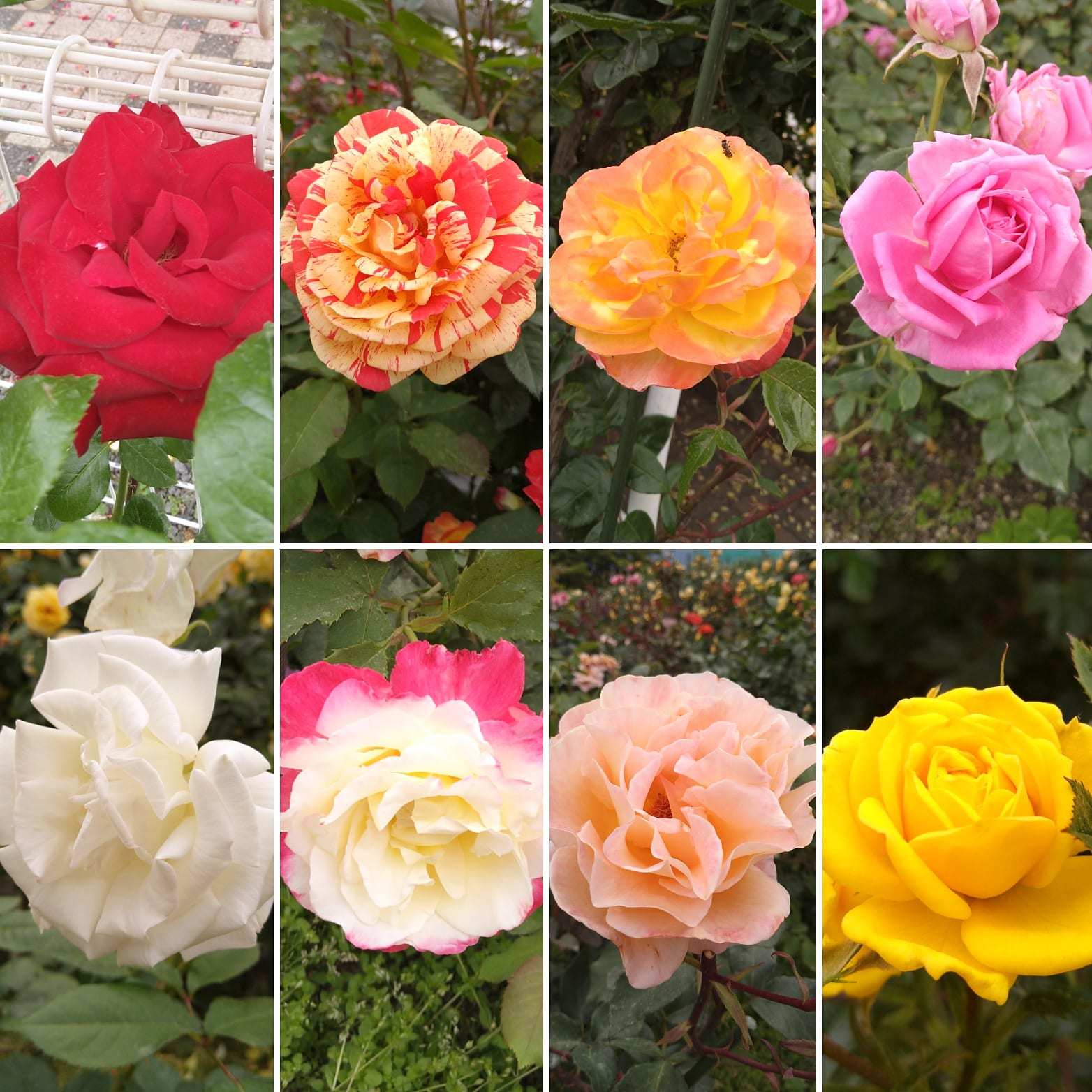 ++薔薇園*&つぶやき*++_e0354456_10101194.jpg