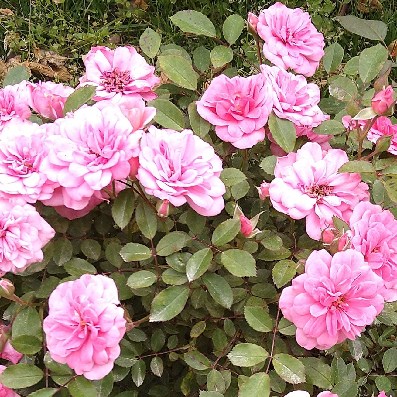 ++薔薇園*&つぶやき*++_e0354456_10101201.jpg