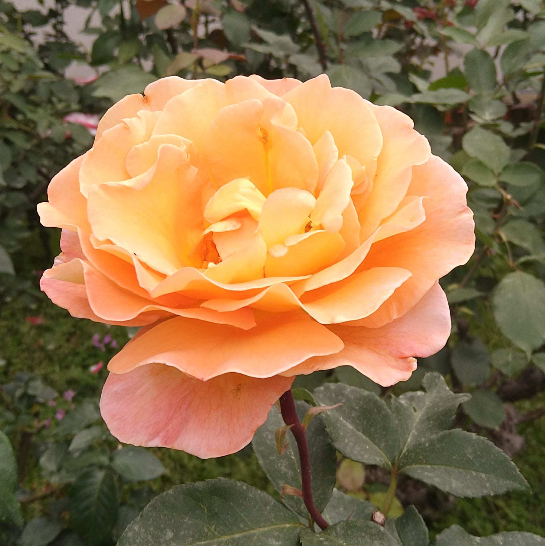 ++薔薇園*&つぶやき*++_e0354456_10101235.jpg