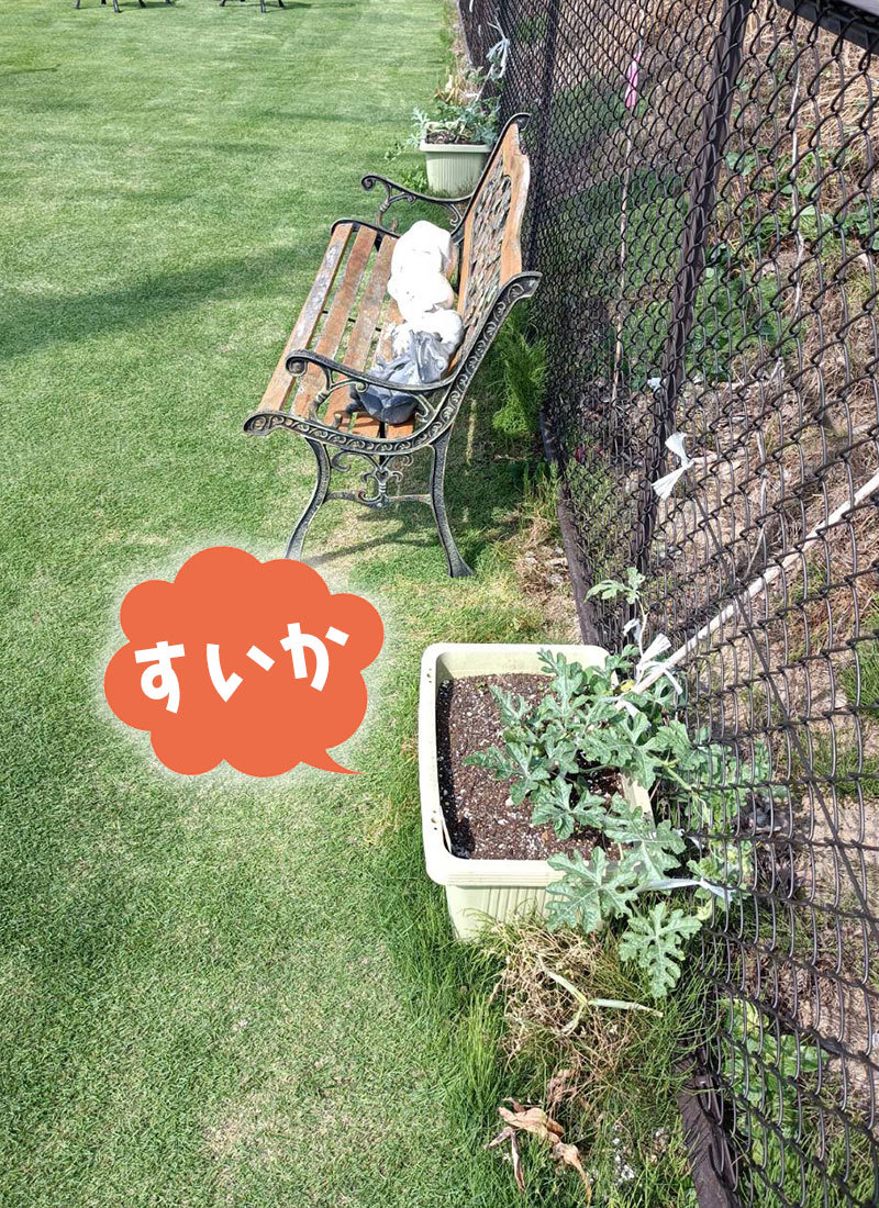 ★ハニー薬局の四季(2022.05.25)_c0317767_16271915.jpg