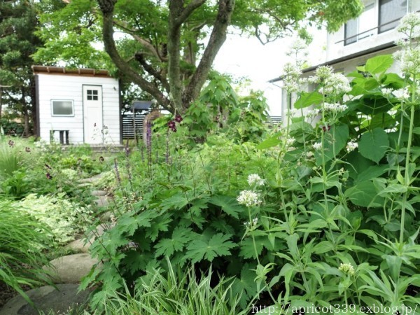 初夏の庭しごと 庭に咲いた低木と宿根草の花_c0293787_21314988.jpg