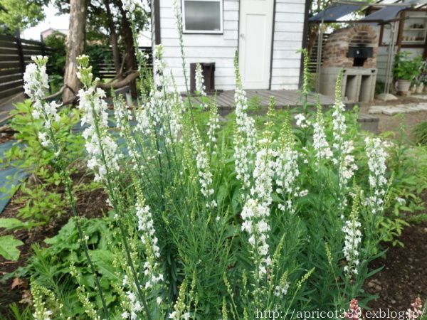 初夏の庭しごと 庭に咲いた低木と宿根草の花_c0293787_21494594.jpg