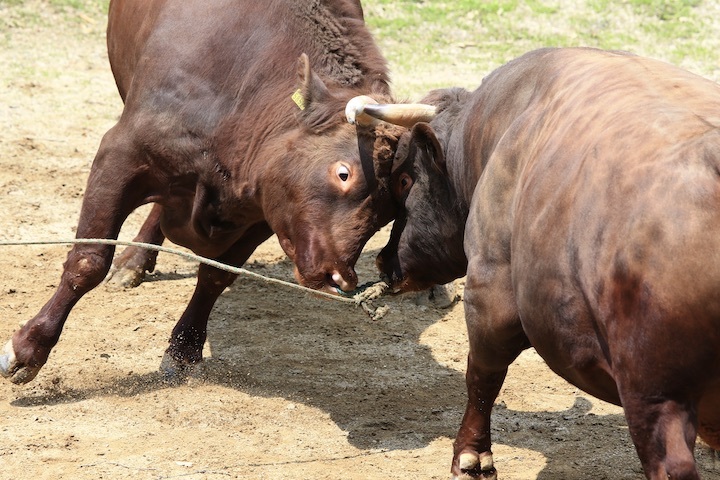 5/22 山古志闘牛 繁蔵-幸龍 後編_b0016600_00050686.jpeg