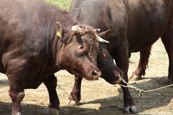 5/22 山古志闘牛 繁蔵-幸龍 後編_b0016600_00063542.jpeg