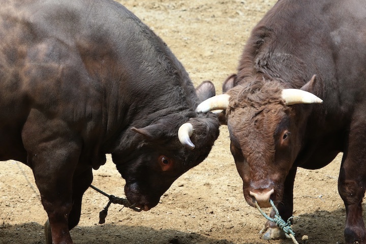 5/22 山古志闘牛 繁蔵-幸龍 後編_b0016600_00065740.jpeg