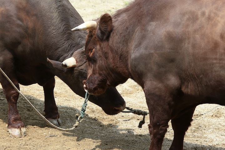 5/22 山古志闘牛 繁蔵-幸龍 後編_b0016600_00072170.jpeg