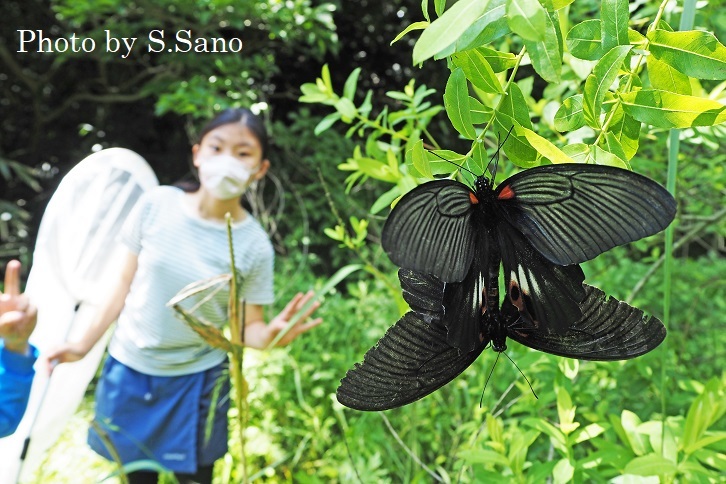 トウキョウサンショウウオとサラサヤンマの保全と調査2022_b0348205_15140863.jpg