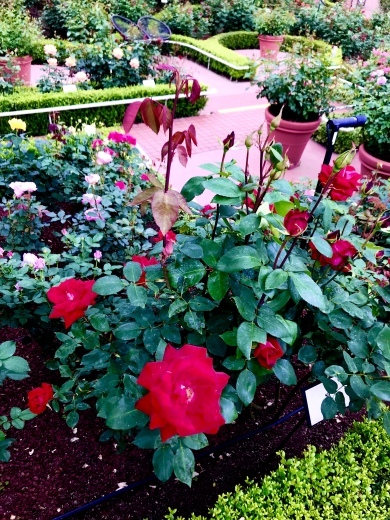 Rose_a0168628_01533498.jpeg