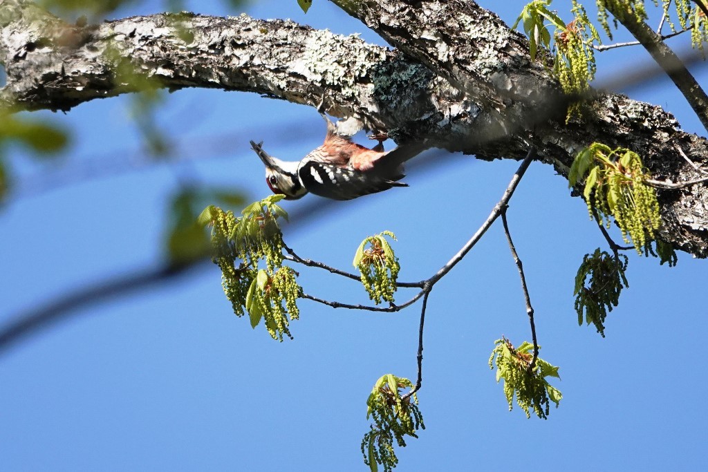 野鳥トレ 300　瑞牆山で会った野鳥_b0227552_11460382.jpg