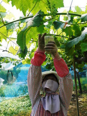 熊本ぶどう　社方園　今年も順調に成長中！蕾、花、着果、摘粒、そして着果後の成長の様子2022　後編 _a0254656_16055459.jpg