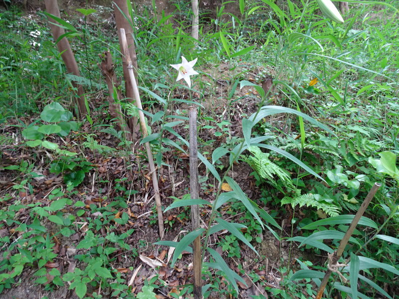 うみべの森「ササユリ便り」⑤_c0108460_16503059.jpg