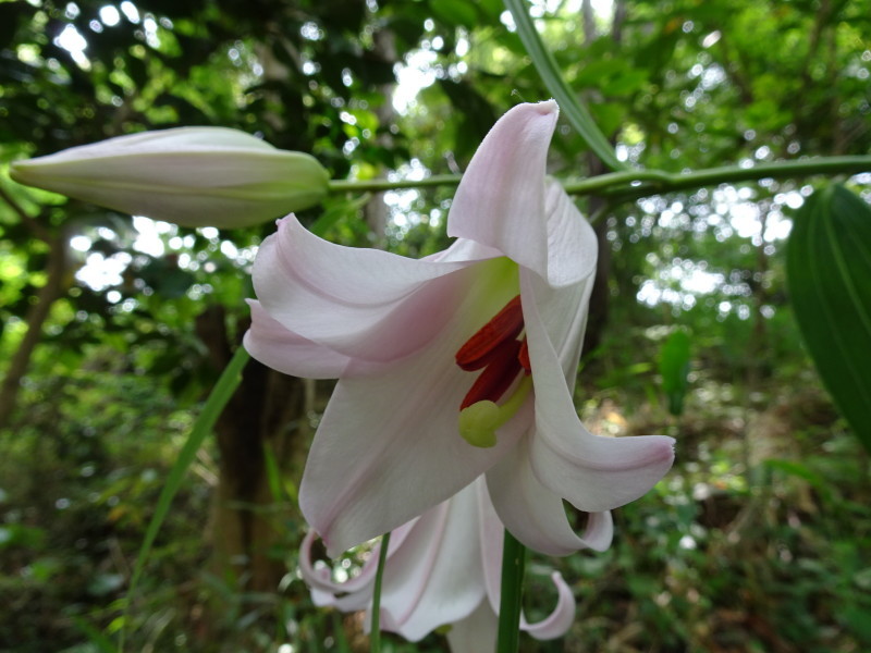 うみべの森「ササユリ便り」⑤_c0108460_16544491.jpg