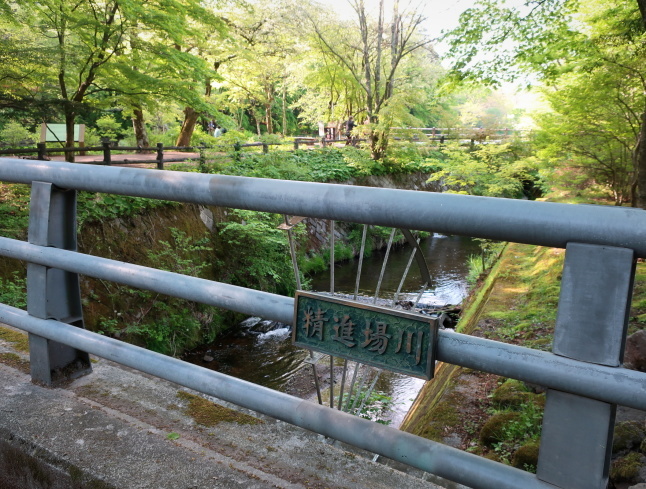 雲場池 ＊ 輝く新緑の水鏡♪_f0236260_17331846.jpg