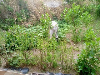 野菜高騰問題を打破_c0248067_16310694.jpg