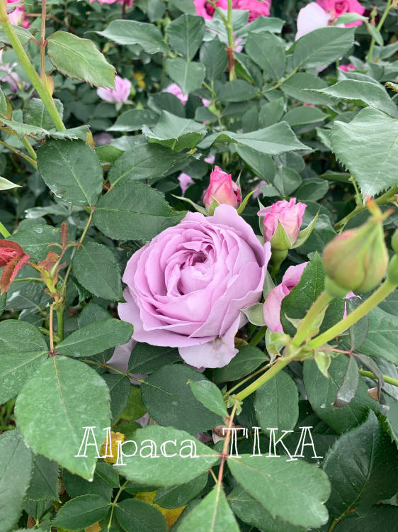 「T\'IKAの夏ふく」より「白薔薇の前開きワンピース」SALEです_d0187468_13113962.jpg