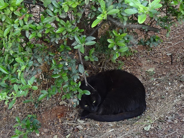 犬・猫・鳥・カメ？！アテネどうぶつ編_a0123372_21382367.jpg