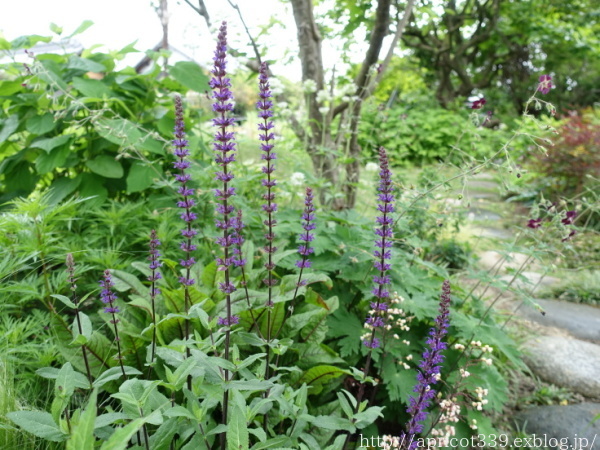 初夏の庭しごと　庭に咲いた宿根草と球根の花_c0293787_13543508.jpg