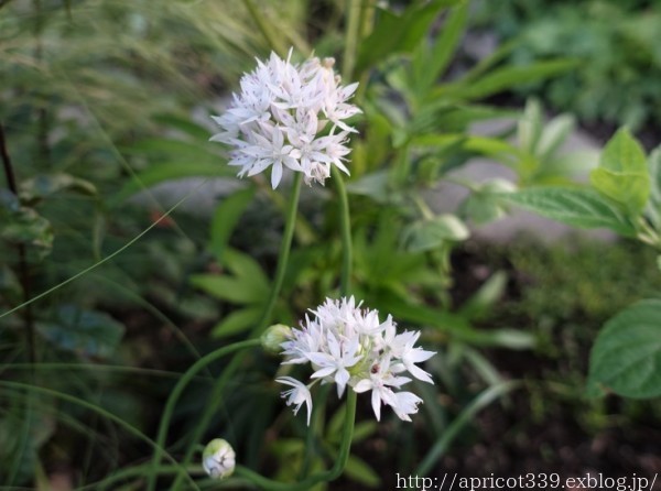 初夏の庭しごと　庭に咲いた宿根草と球根の花_c0293787_13594541.jpg