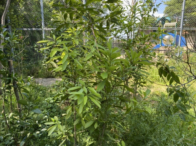 キリンの展示場森森プロジェクト ~植樹始めました編~_c0290504_13184873.jpg