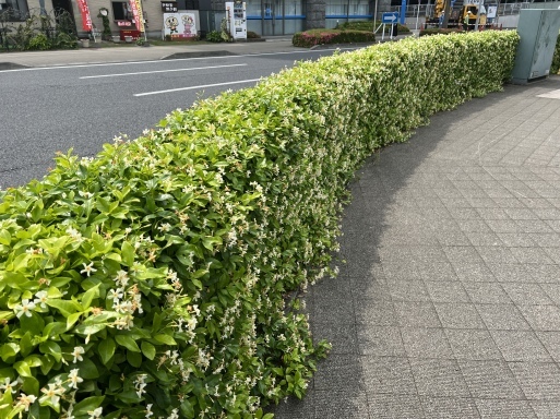 おしゃれな生垣 道ばた特派員