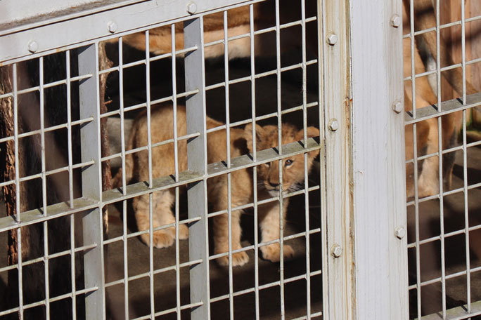 生後三か月のライオンの赤ちゃん 吼えるライオン 多摩動物公園 続々 動物園ありマス 生後三か月のライオンの赤ちゃん 吼えるライオン 多摩動物公園 続々 動物園ありマス