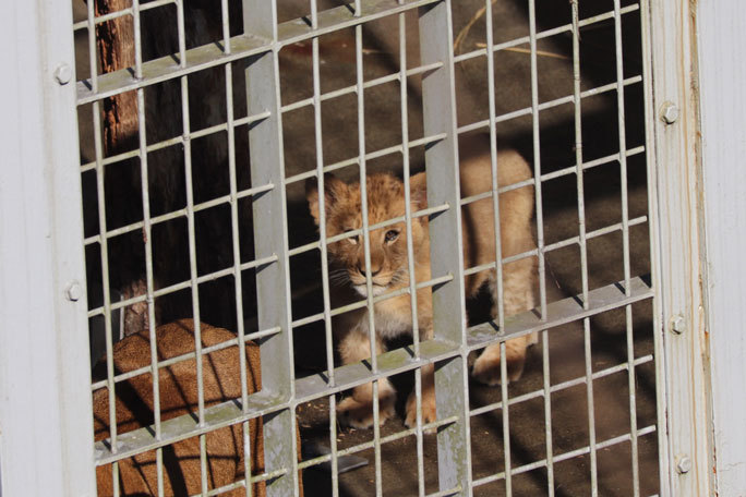 生後三か月のライオンの赤ちゃん 吼えるライオン 多摩動物公園 続々 動物園ありマス 生後三か月のライオンの赤ちゃん 吼えるライオン 多摩動物公園 続々 動物園ありマス