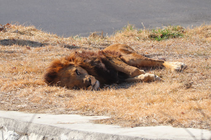 生後三か月のライオンの赤ちゃん 吼えるライオン 多摩動物公園 続々 動物園ありマス 生後三か月のライオンの赤ちゃん 吼えるライオン 多摩動物公園 続々 動物園ありマス