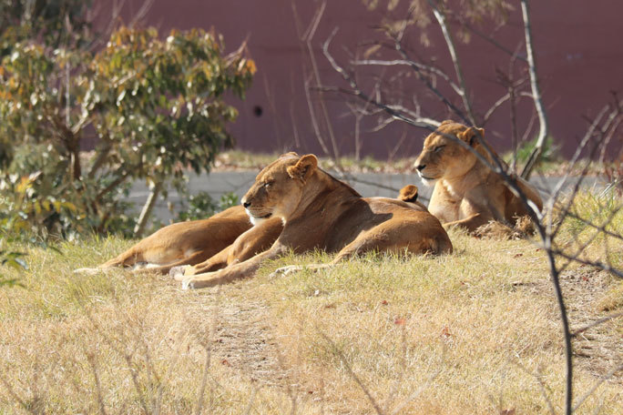 生後三か月のライオンの赤ちゃん 吼えるライオン 多摩動物公園 続々 動物園ありマス 生後三か月のライオンの赤ちゃん 吼えるライオン 多摩動物公園 続々 動物園ありマス