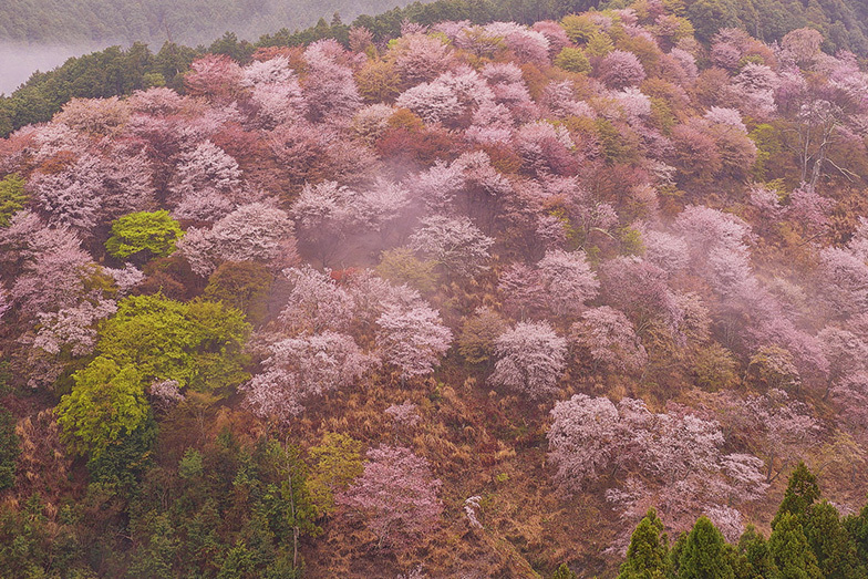 ブログテーマ「桜の日②」_f0357923_10023917.jpg