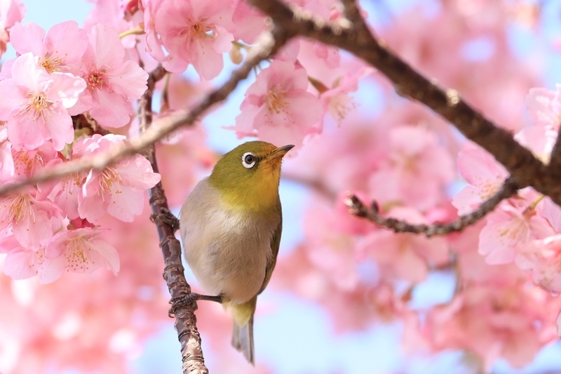 ブログテーマ「桜の日②」_f0357923_10023981.jpg