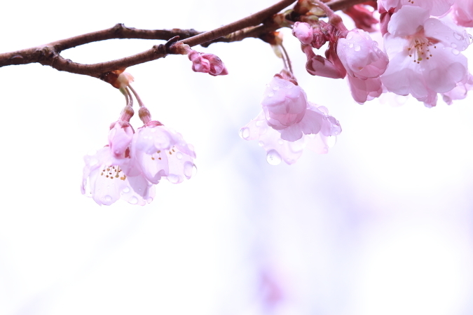 ブログテーマ「桜の日②」_f0357923_10024003.jpg