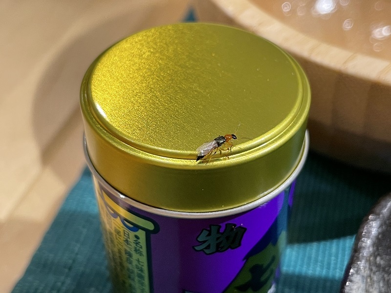 予感_f0076731_20321051.jpeg