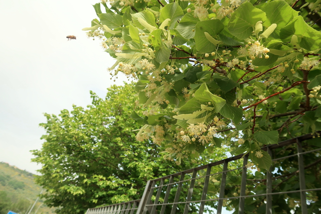 菩提樹の花咲きミツバチ忙しく夫も畑仕事_f0234936_21534730.jpg