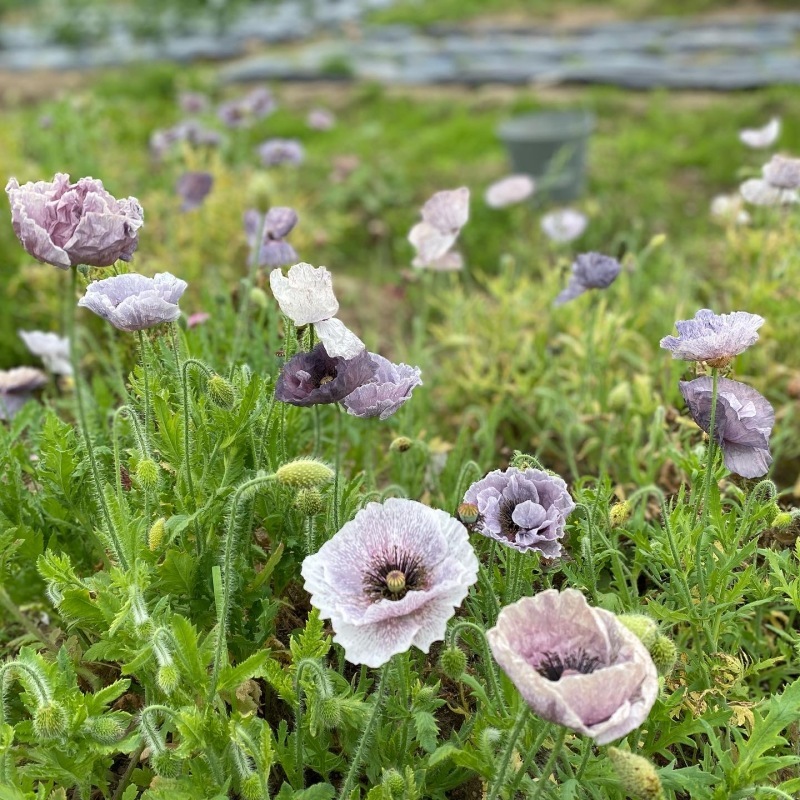 ポピー アメージンググレイ Omphalodes Rieko メドウに吹く風