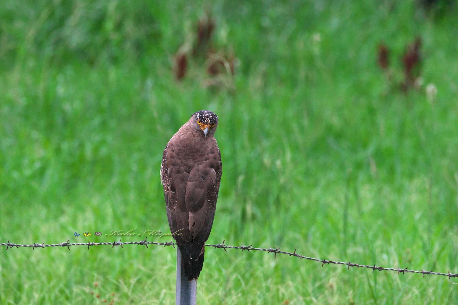 カンムリワシ（Crested serpent eagle）・・・１_d0013455_14522490.jpg