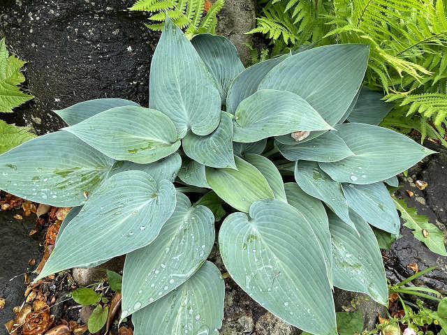 ギボウシ（花が咲き始めました） - 植物大好き♫ 出会い