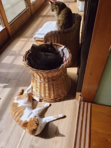 居着きを避ける_f0054677_08305149.jpg